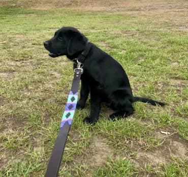 Blue rope dog collar and lead