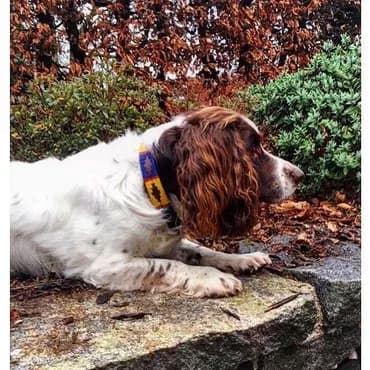 Blue rope dog collar and lead