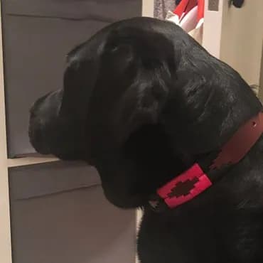 Blue rope dog collar and lead