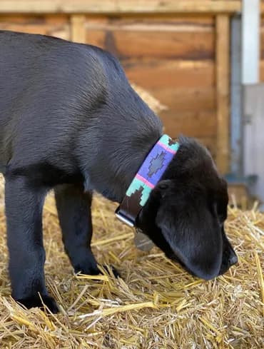 Blue rope dog collar and lead