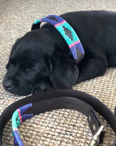 Blue rope dog collar and lead