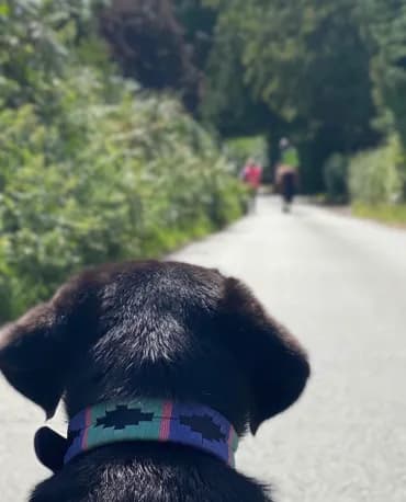 Blue rope dog collar and lead