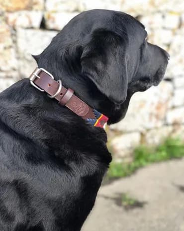 Blue rope dog collar and lead